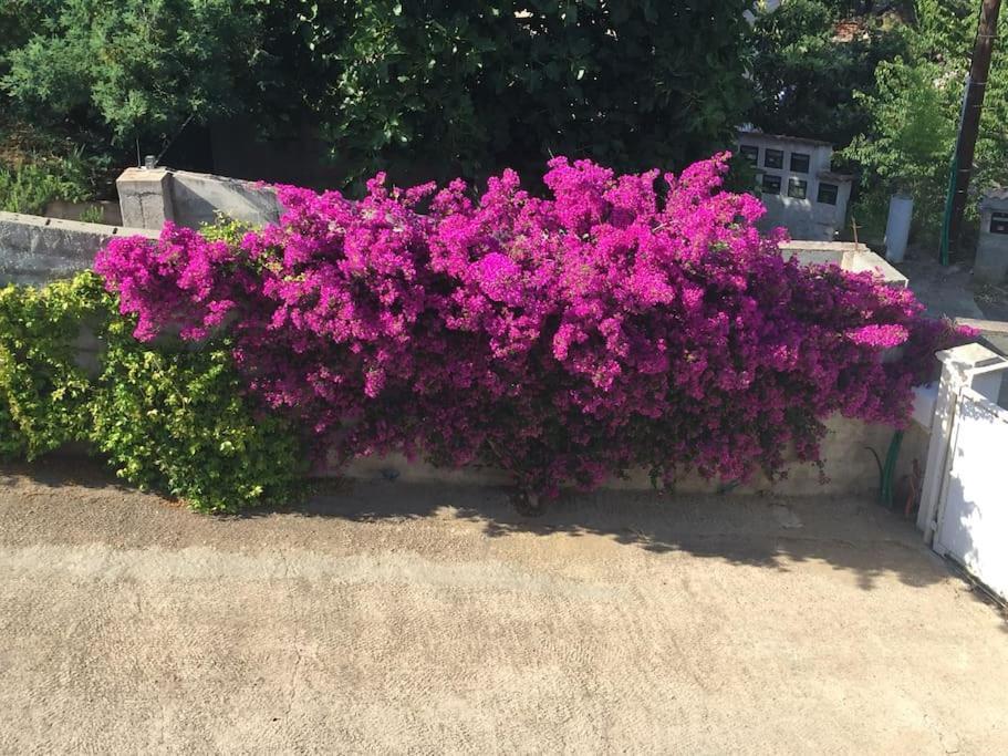 Casa Azzura Apartment Бастия Екстериор снимка